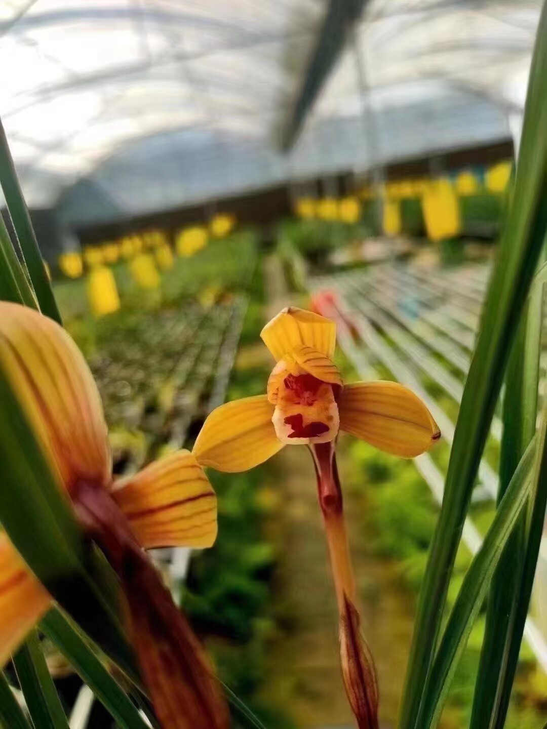 兰花红草香豆瓣～金碧荷~花色金黄,花味浓香纯正