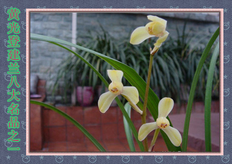 兰花建兰八大名品之一黄光登老种苗根好苗好包活包开花