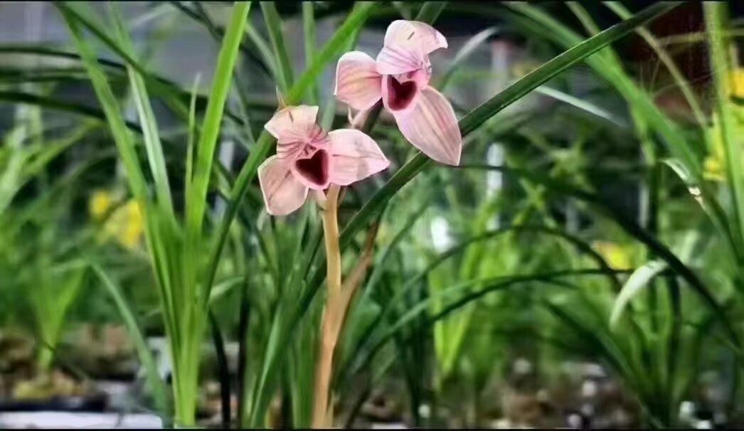 精品兰花莲瓣兰心心相印带花苞