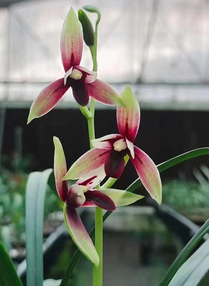 精品兰花四季兰色花～赤诚～花期带花苞