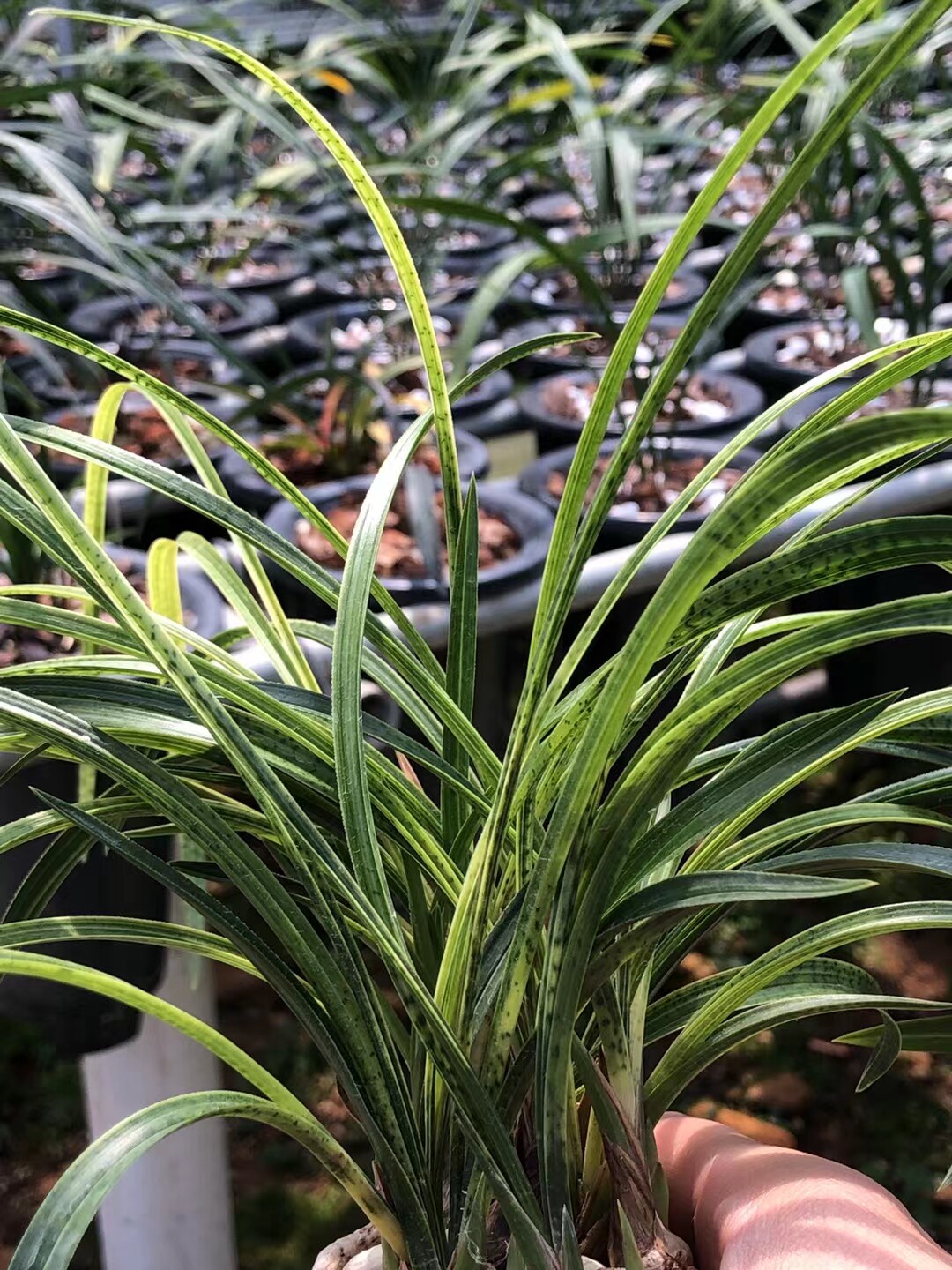精品兰花春兰蛇斑蛇皮斑花期带花苞好养浓香