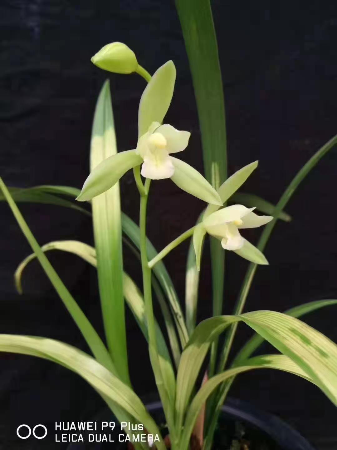 建兰四季兰虎斑素心新品丰虎素开花超香室内浓香植物兰花苗观花