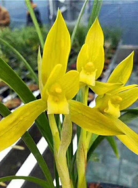 自然老种兰花苗 春兰名品【金碧辉煌】浓香绿植花卉盆景园艺