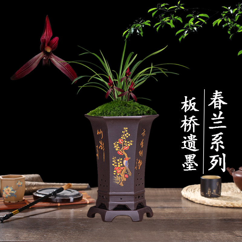 兰花苗盆栽植物室内春兰板桥遗墨浓香无花苞好养客厅名贵极品花卉