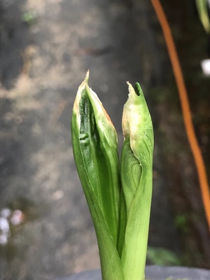 精品兰花大叶墨兰~奇异水晶~特价促销