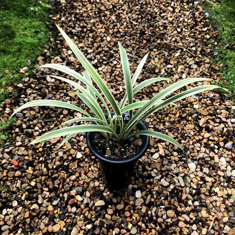 建兰四季老品种线艺 峨眉弦 名贵高档叶艺精品兰花苗花期带花包邮