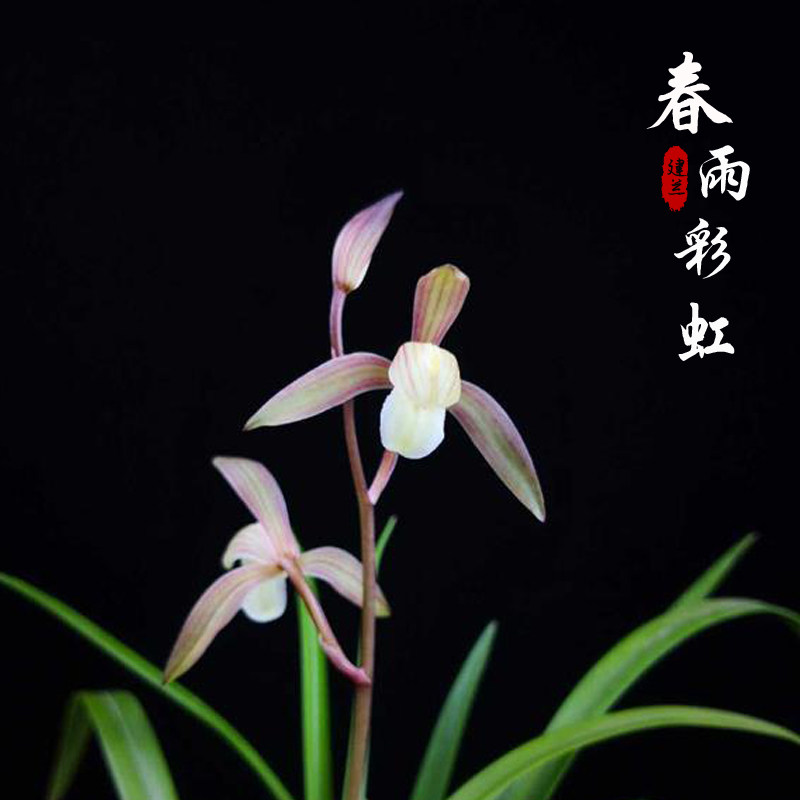 高雅兰花苗 春雨彩虹 建兰四季兰色花茶室书房绿植盆栽浓香型花卉