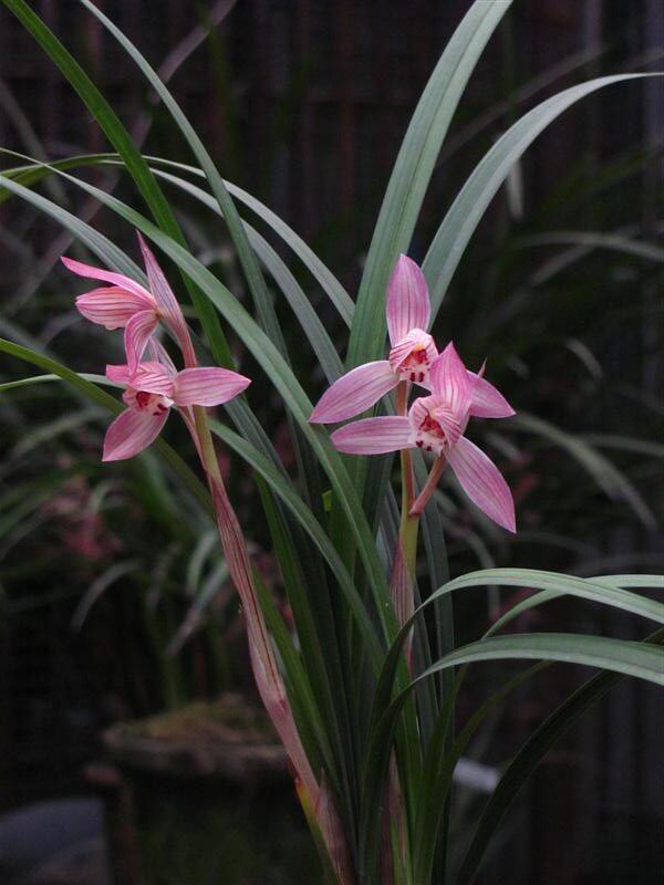 清仓价高品质兰花 四川兰花特香春剑【新津胭脂】浓香型