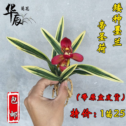 绿植矮种浓香型桌面好养兰花苗