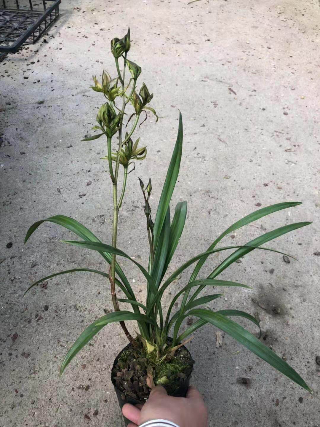 世界上特香兰花新品寒兰牡丹奇花满屋飘香室内绿植花卉阳台盆栽