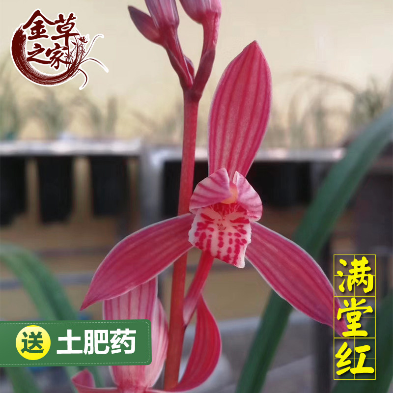 兰花苗 满堂红 建兰铭品四季兰红花老种浓香好养花卉 夏季带花苞