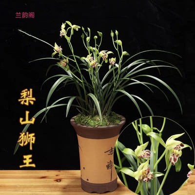 市长红客厅盆栽植物四季兰花苗