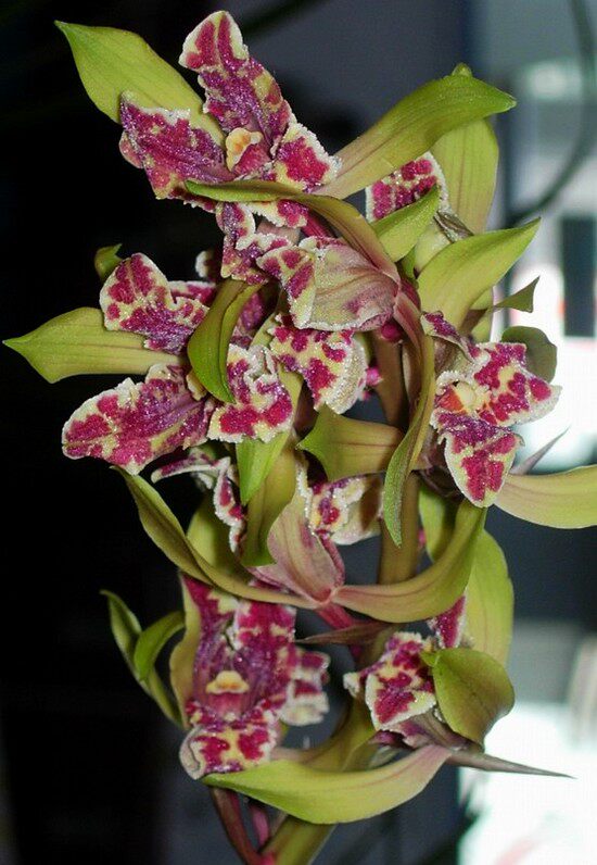 清仓价自然老种兰花苗 蕙兰【大叠彩】浓香绿植花卉盆景园艺