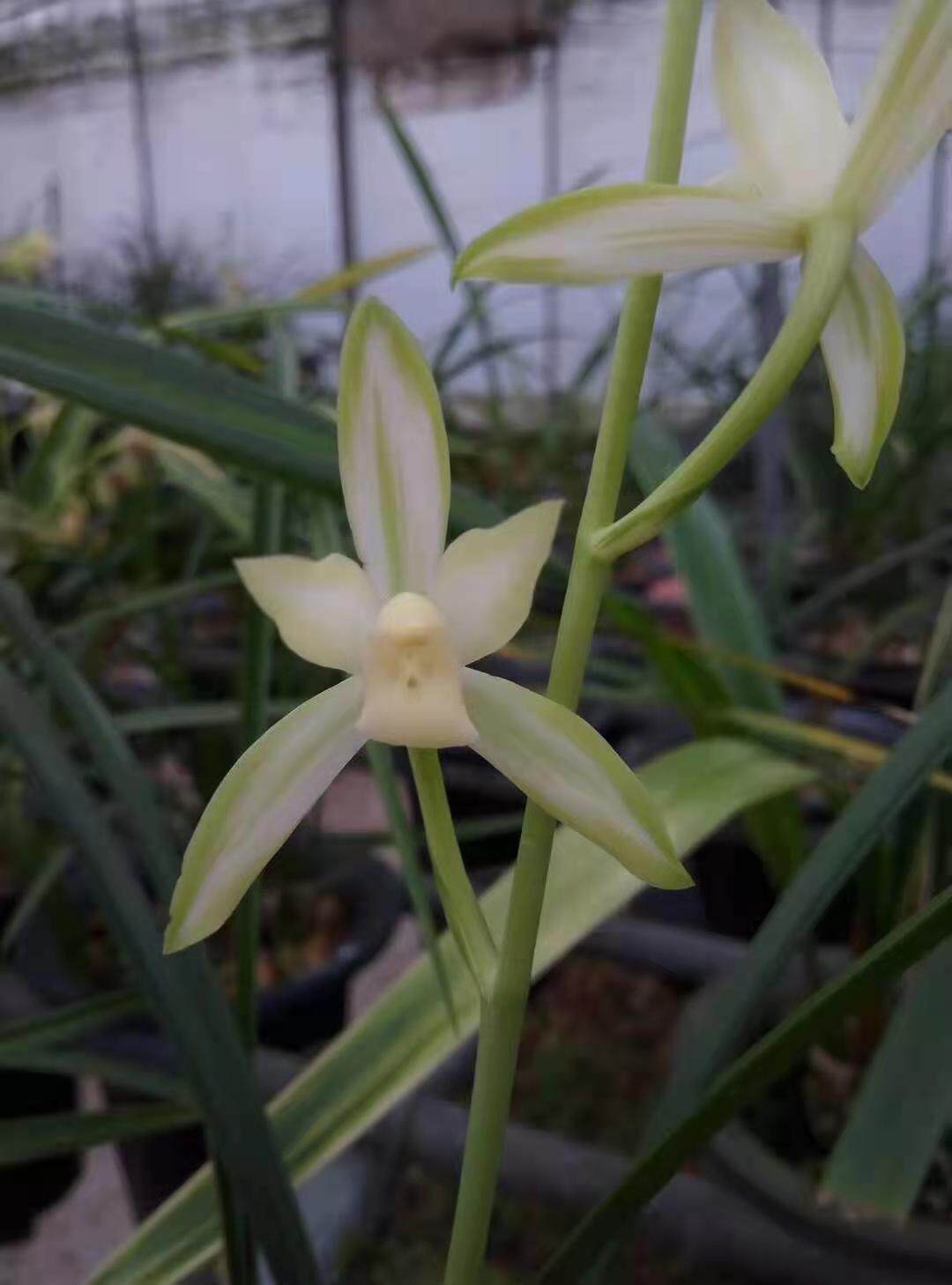 超靓超香细叶建兰四季兰铭品国色天香盆栽花卉兰花植物净化空气