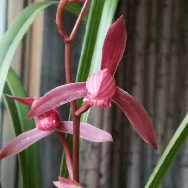 精品兰花四季兰建兰色花浓香好养～醉红颜～室内绿植盆栽