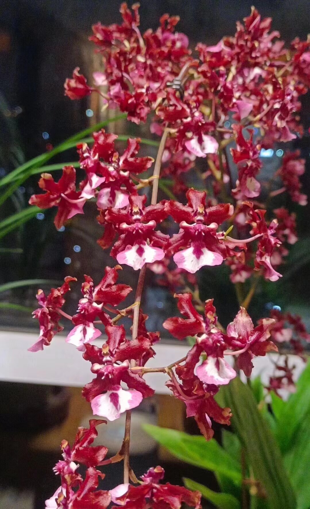 精品兰花红色泰国香水文心兰,浓香带花剑花期超长