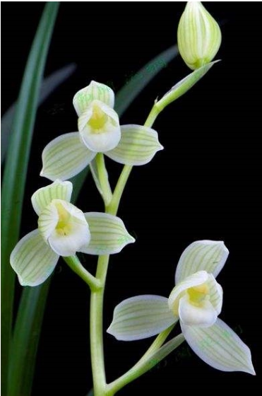 自然名品兰花苗 莲瓣兰【如意素荷】浓香室内绿植花卉盆景