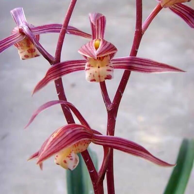 当年开花 兰花苗阳台花卉绿植盆栽 浓香 墨兰 中国红 自然种植