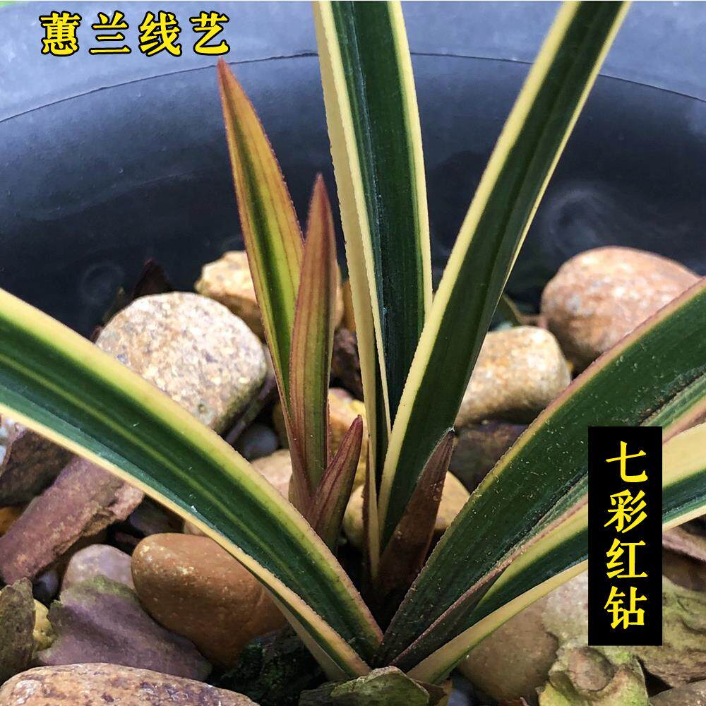 蕙兰金边线艺七彩红钻兰花边草庭院书房提神绿植室内盆栽花卉包邮