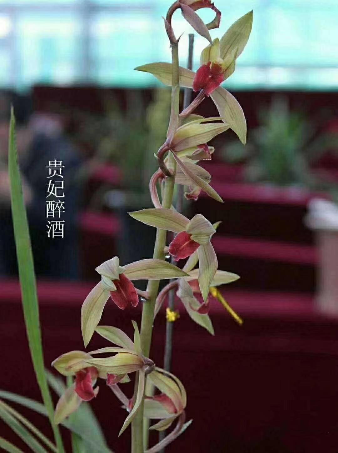 绿植自然贵妃醉酒盆栽兰花苗