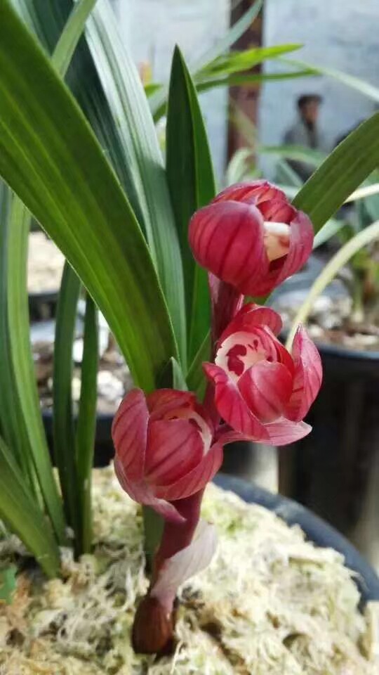 自然老种兰花苗 春剑【红冠宝鼎】浓香阳台绿植花卉盆栽园艺