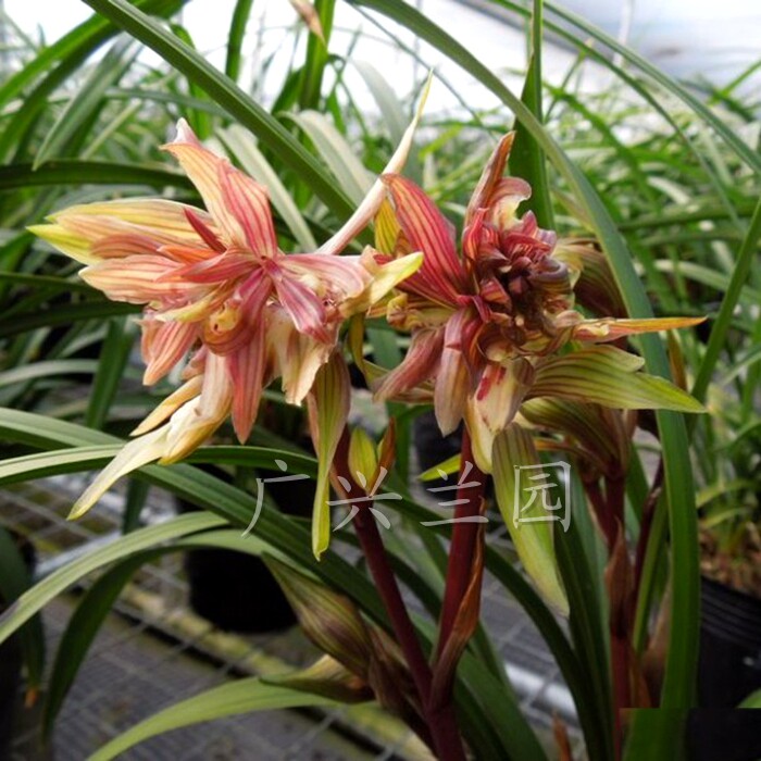 兰花苗春兰新种大型红奇花 红红火火 花大浓香 花卉绿植盆栽