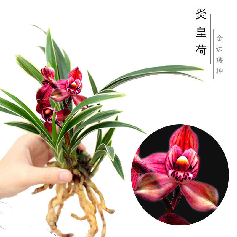 清仓价金边矮种兰花夏带花苞建兰兰花苗花香