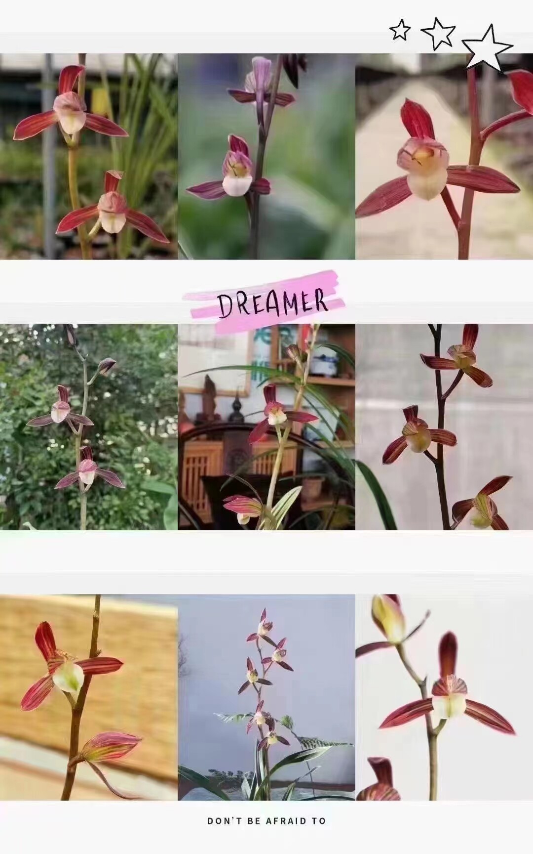 精品兰花墨兰花艺双全～双美人～浓香国兰铭品花期带花苞小绿植