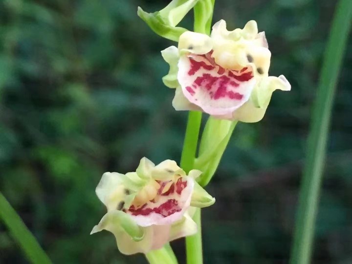 精品兰花四季兰建兰大白菜~彩云追月~室内绿植盆栽花期带花苞