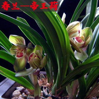 荷瓣浓香型兰花苗清仓价