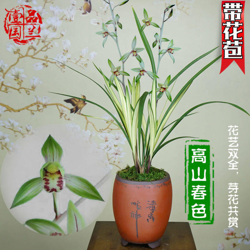 建兰名贵叶艺四季兰花苗带花苞浓香型高山春色正品高档盆栽植物