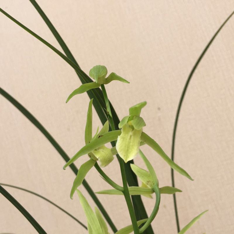 青杆青花寒兰无名素心兰花兰草易养活盆栽植物室内花卉绿植包邮