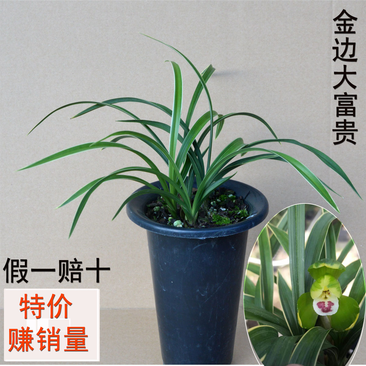 高品质矮种金边叶艺兰花苗春兰 金边 大富贵 室内盆栽花卉