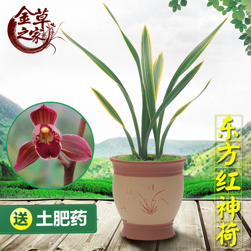 兰花苗 东方红神荷 墨兰报岁兰金边叶艺老种浓香绿植 冬季来花苞