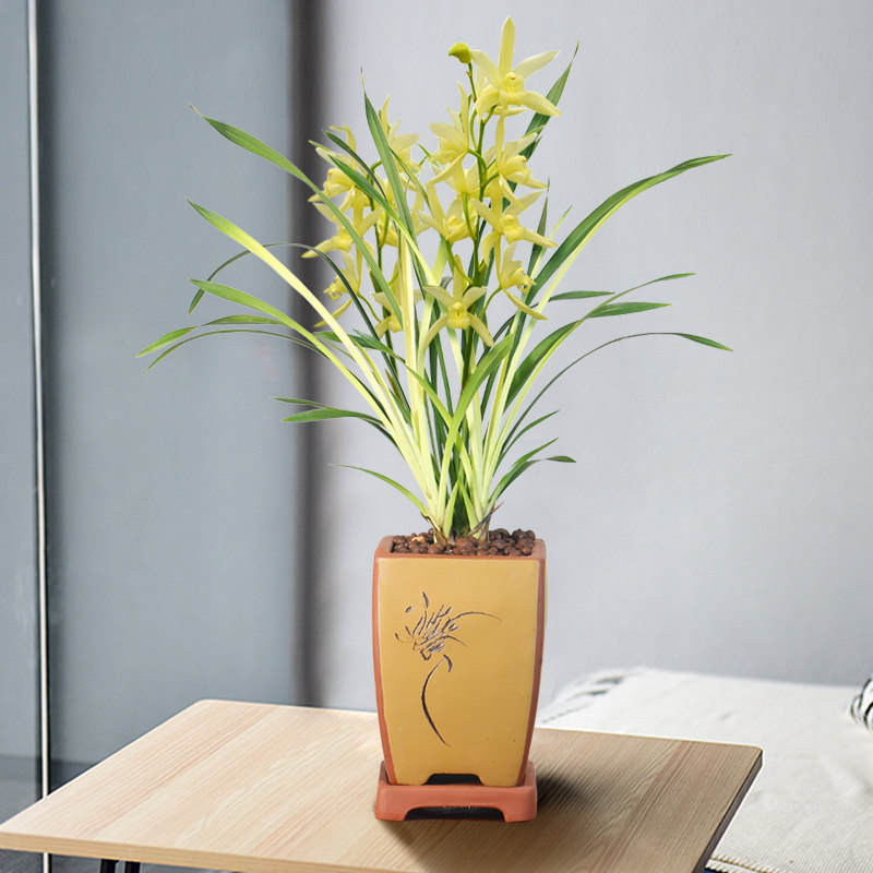 兰花苗七彩神童建兰盆栽客厅室内绿植花卉四季净化空艺草