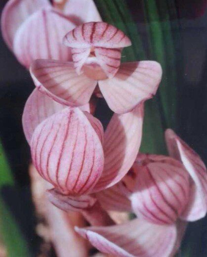 云南自然老种 兰花苗 莲瓣兰【童面玲珑】浓香绿植花卉园艺