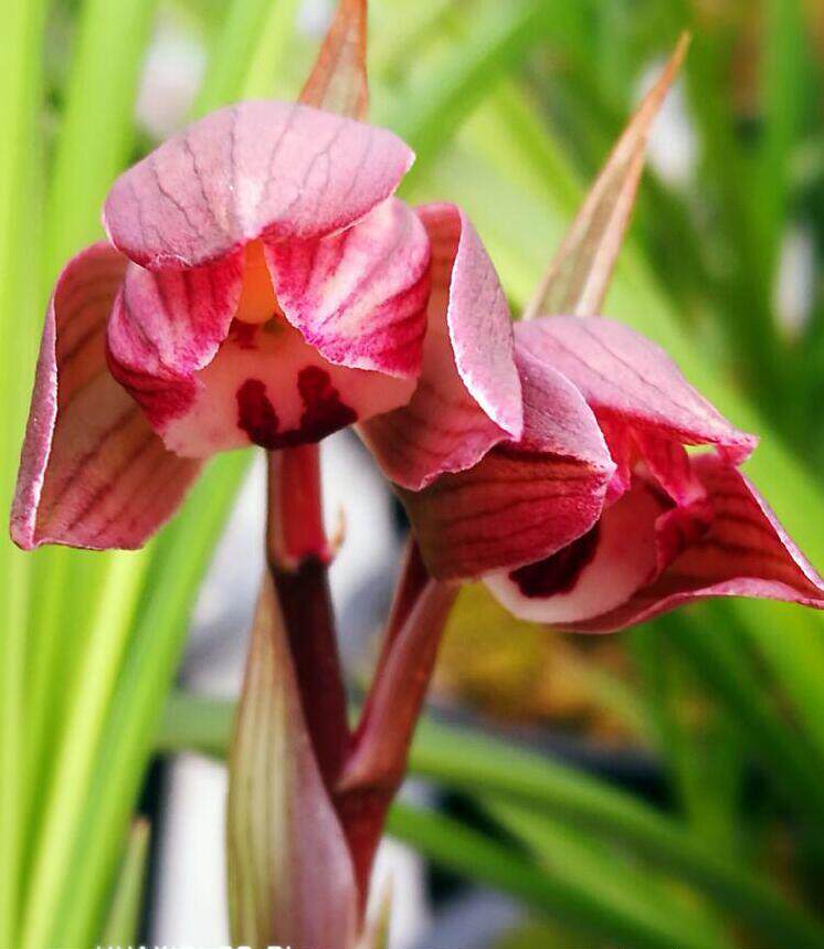 包邮 兰花苗客厅花卉阳台盆栽浓香老种兰花 春剑【大红袍】