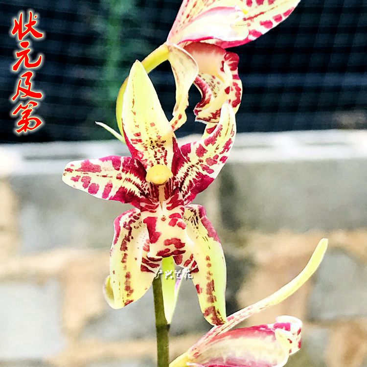 四季盆栽兰花五瓣全蝶状元及第