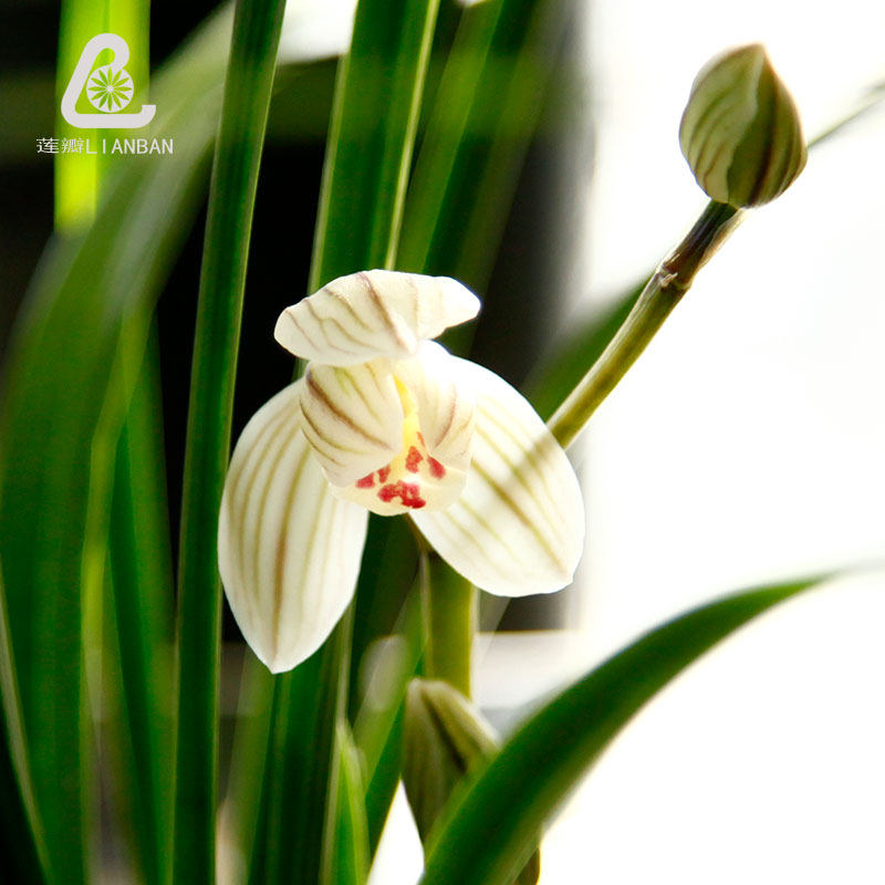 荷之冠 莲瓣兰秀荷鼎荷瓣兰花云南宽叶莲瓣大型兰花名品
