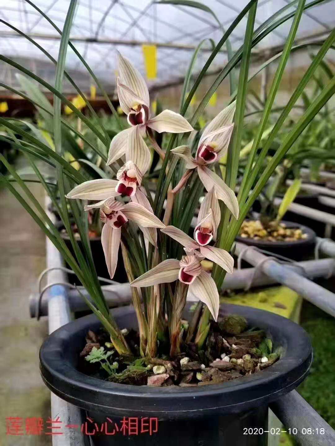 精品兰花莲瓣兰铭品心心相印趣味草本兰花苗盆栽