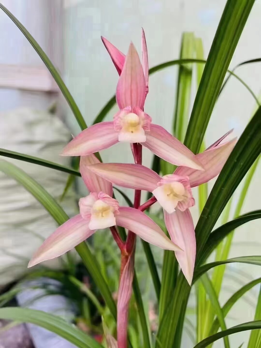 精品兰花春剑铭品～雨过天晴～花期带浓香花苞绿植盆栽花卉