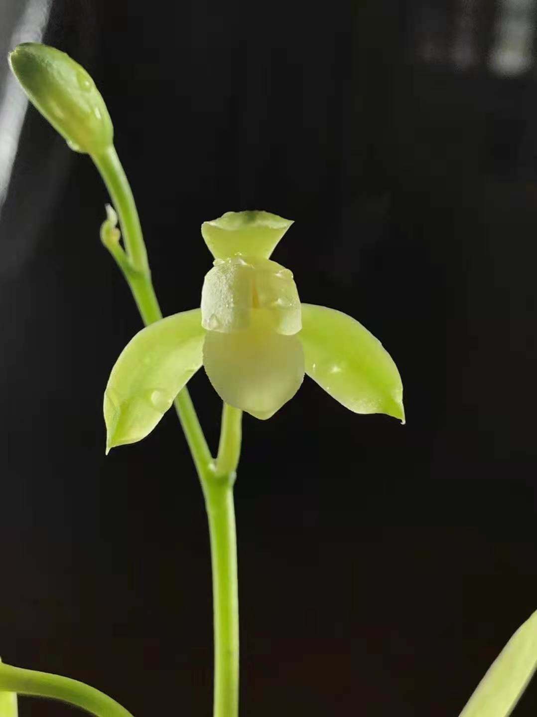 名贵四季兰金边细叶世界上超香兰花玉女绣针客厅草本花卉趣味草本