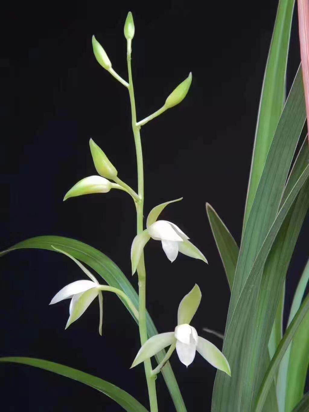 世界上特香兰花四季兰建兰老品种银边大贡满屋飘香窗台客厅盆栽