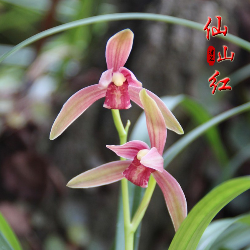 浓香兰花苗 仙山红 建兰色花四季兰书房阳台室内外易养活绿植盆栽