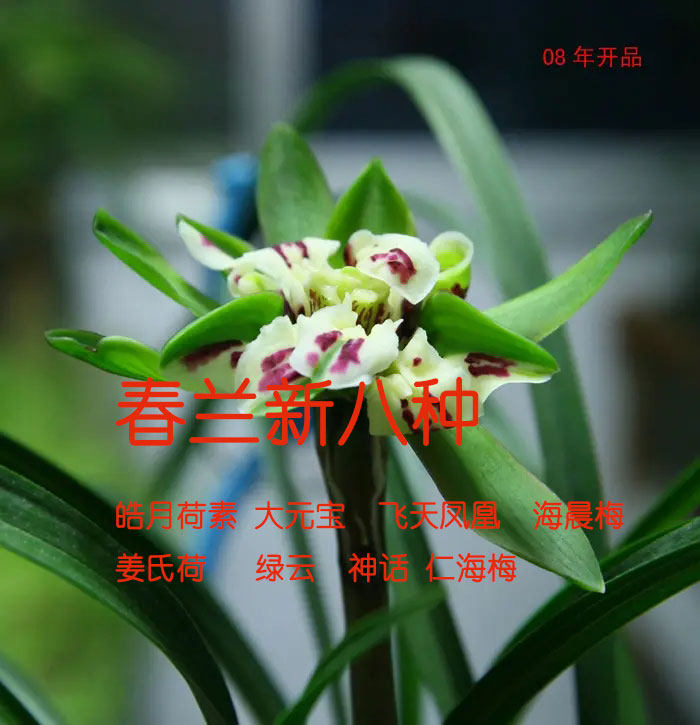 兰花春兰新八种皓月荷素大元宝飞天凤凰海晨姜氏荷绿云神话仁海梅