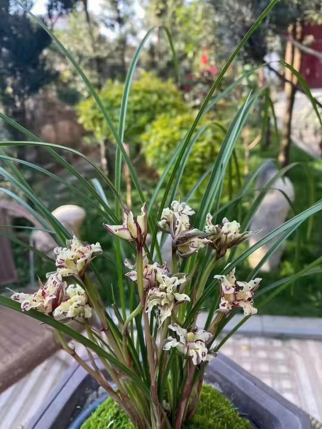 精品兰花莲瓣兰奇花王~一号牡丹~花期带花苞