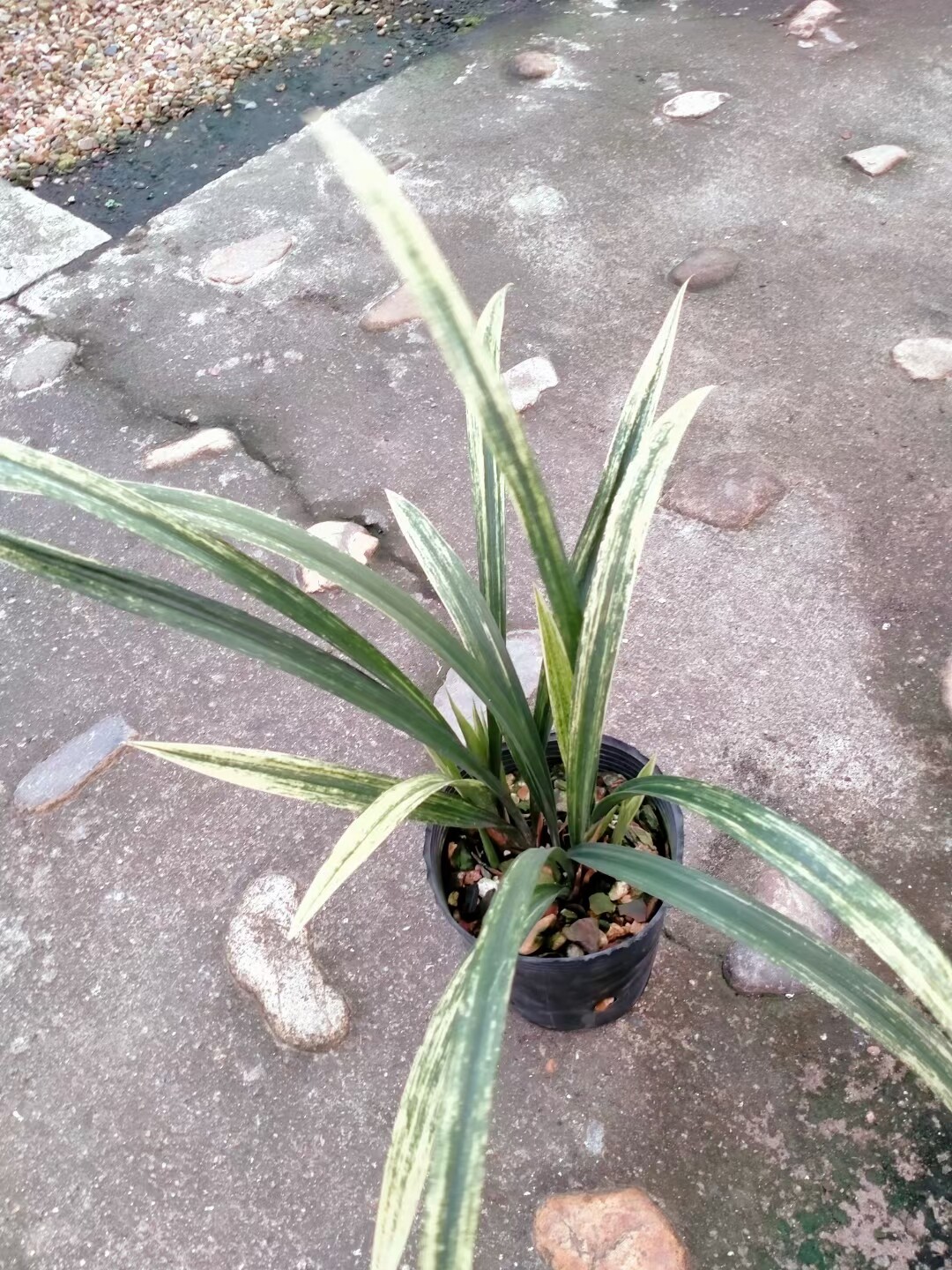 精品兰花极品墨兰大叶虎斑～唐山虎～气势磅礴 大厅精美档次盆景