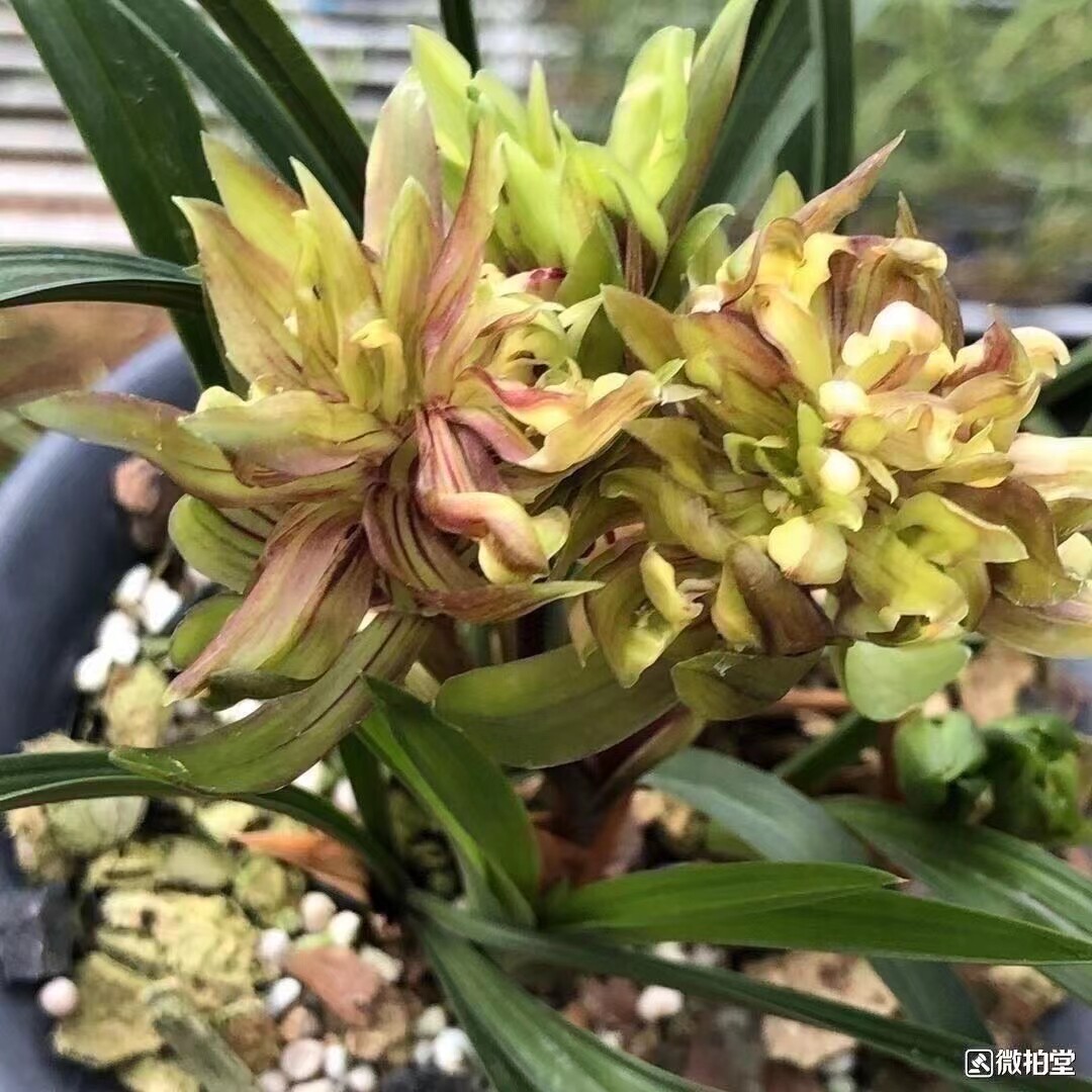 精品兰花春兰浓香大花奇花红运牡丹室内绿植盆栽超香特价促销