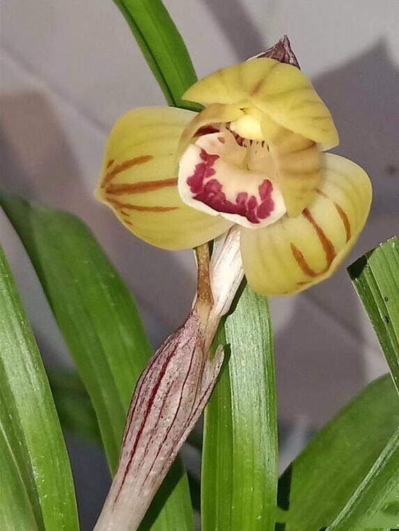 包邮 兰花苗客厅花卉阳台盆栽浓香老种兰花莲瓣兰【复兴荷】