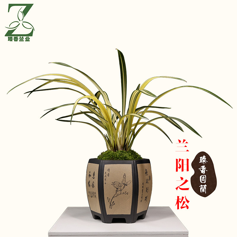 精品兰花兰阳之松墨兰矮种花艺双全兰花苗浓香中透室内盆栽植物